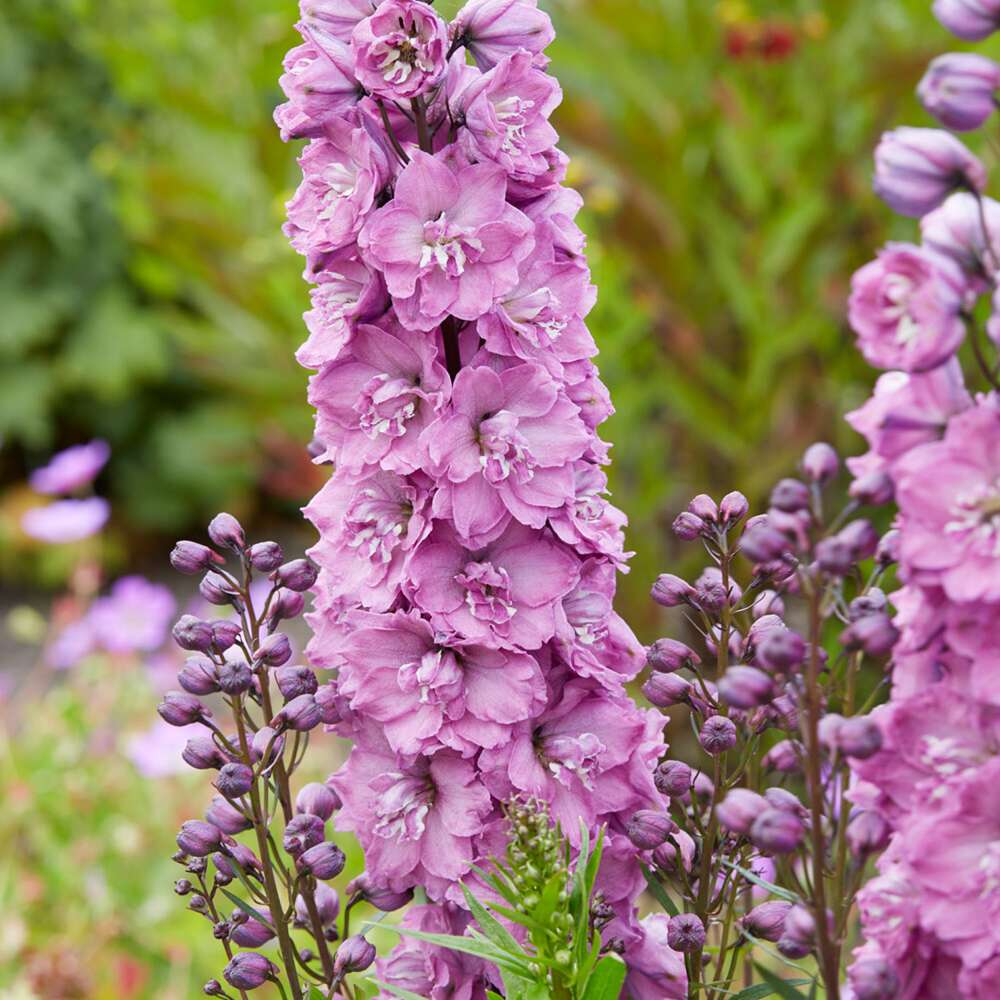 Ridderspore 'Delphi's Pink Power'